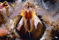 Giant Barnacle
This image was taken at Tatoosh island in... by Cal Romaneschi 